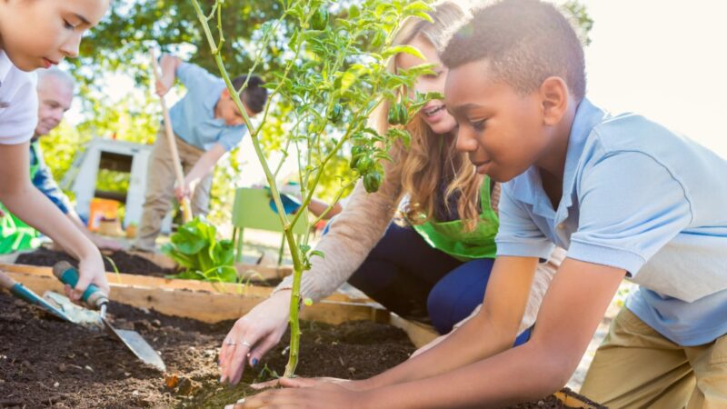 Hortas pedagógicas conectam alunos com a natureza