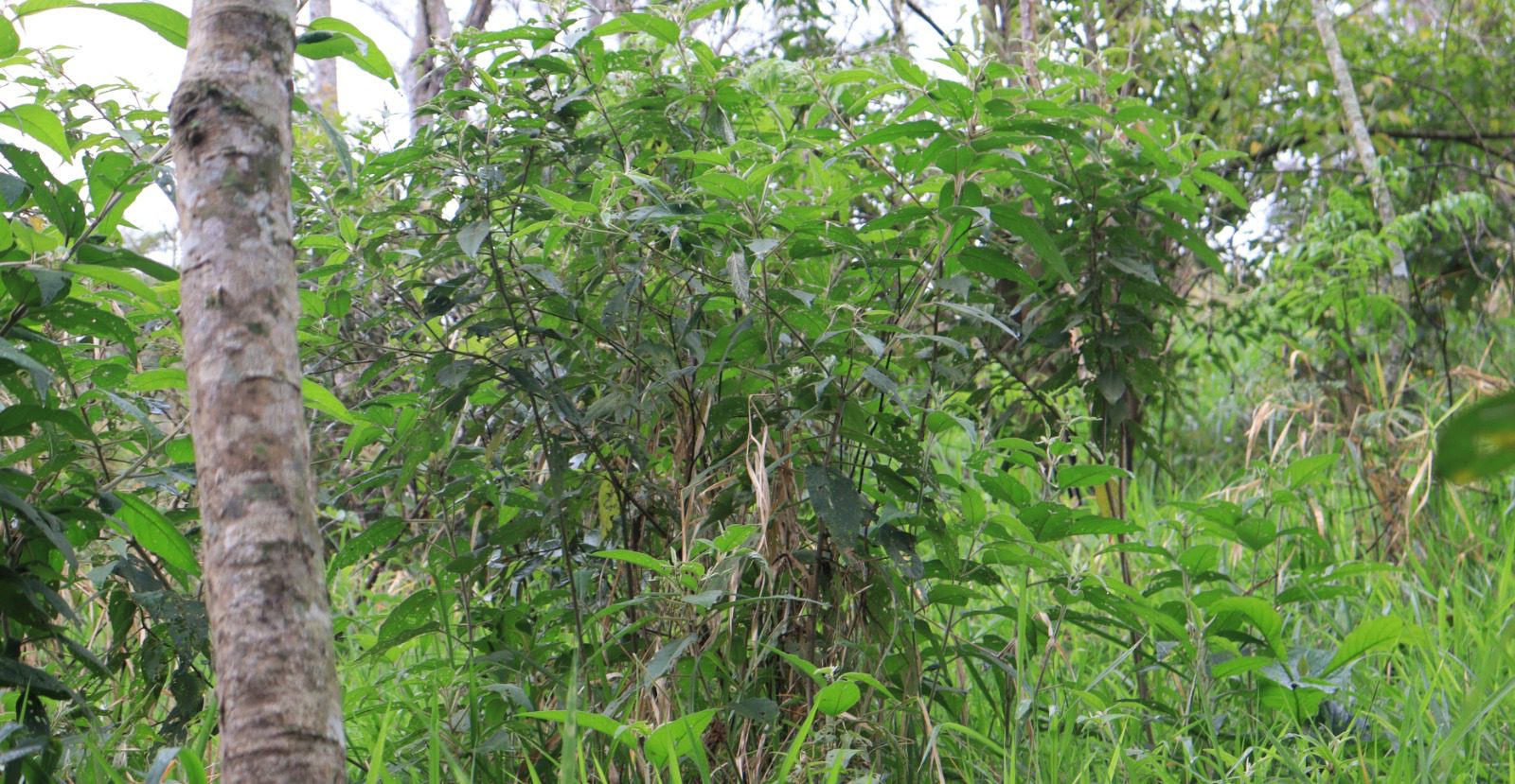 Beleza que floresce: comemorando o primeiro ano do Pedal da Árvore de Viana