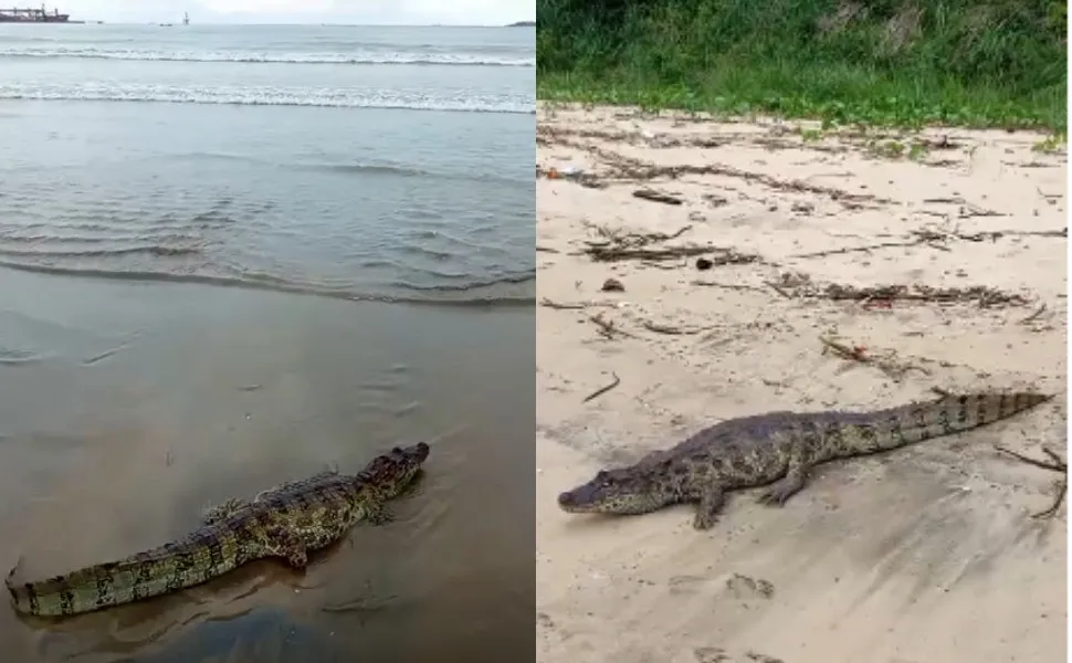 Jacaré de 2,5 metros é avistado na Praia de Camburi e reforça alerta sobre preservação ambiental