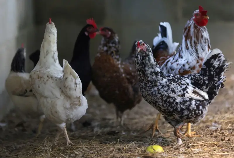 China suspende compra de carne de frango brasileira por 60 dias após caso de gripe aviária em granja comercial