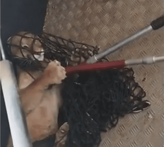 Onça-parda é resgatada após circular por ruas do Centro de Iconha