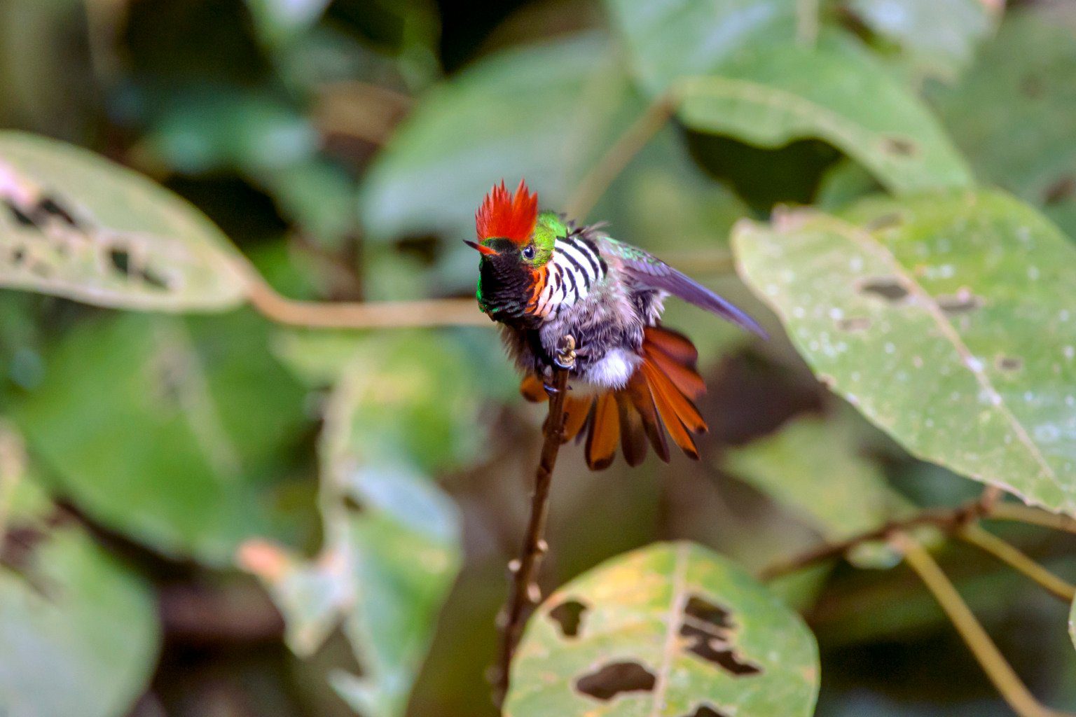 Espírito Santo: um tesouro de biodiversidade entre o mar e as montanhas