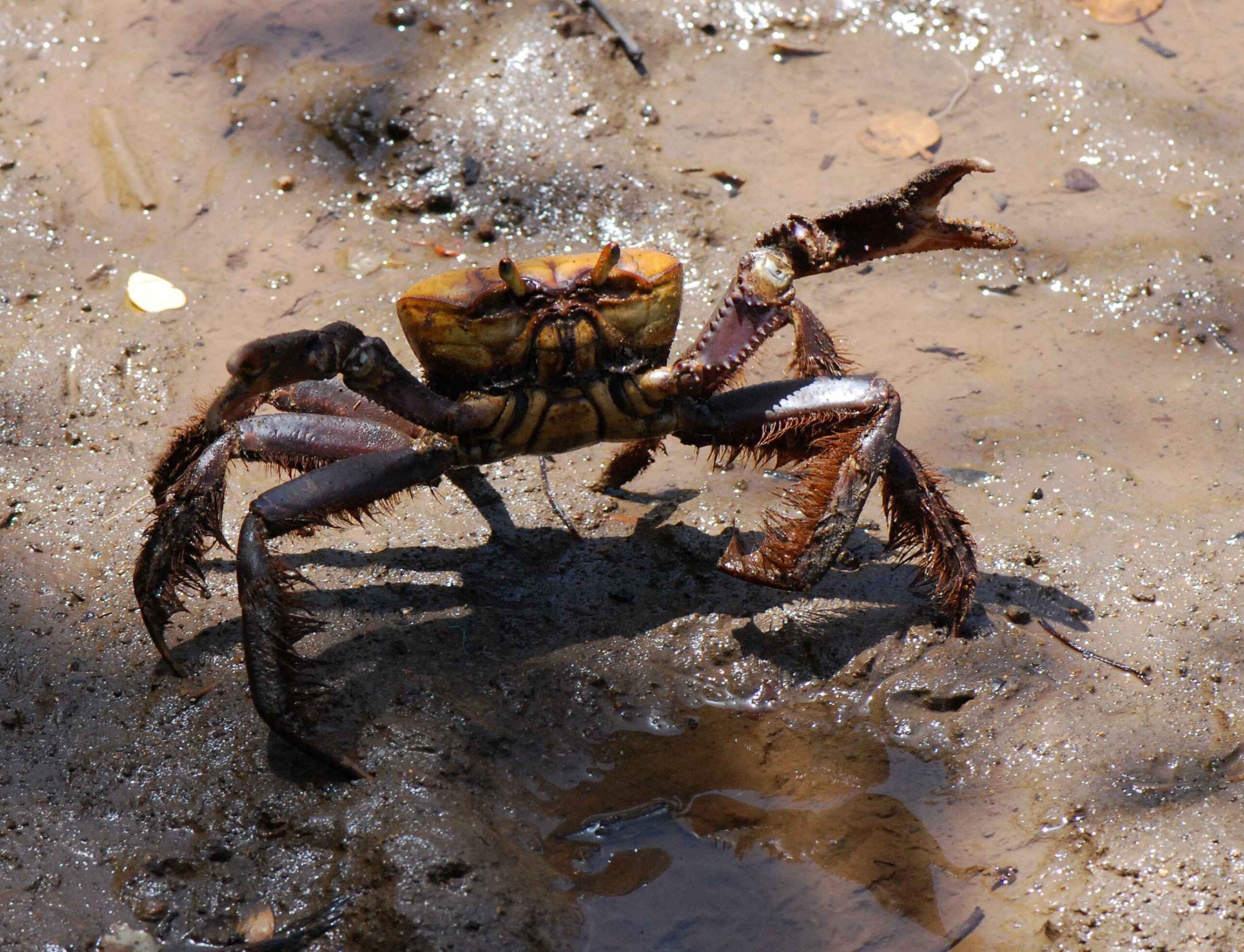 Abordagens educativas orientam sobre a andada do caranguejo em Vitória