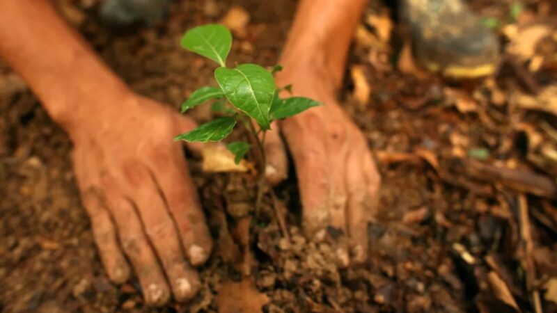 Produtores de Castelo aderem ao programa de reflorestamento da Secretaria de Meio Ambiente