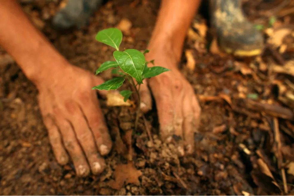 Produtores de Castelo aderem ao programa de reflorestamento da Secretaria de Meio Ambiente