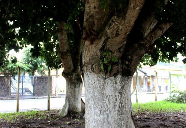 Projeto de Sérgio Meneguelli que punir quem pichar ou afixar cartazes em árvores