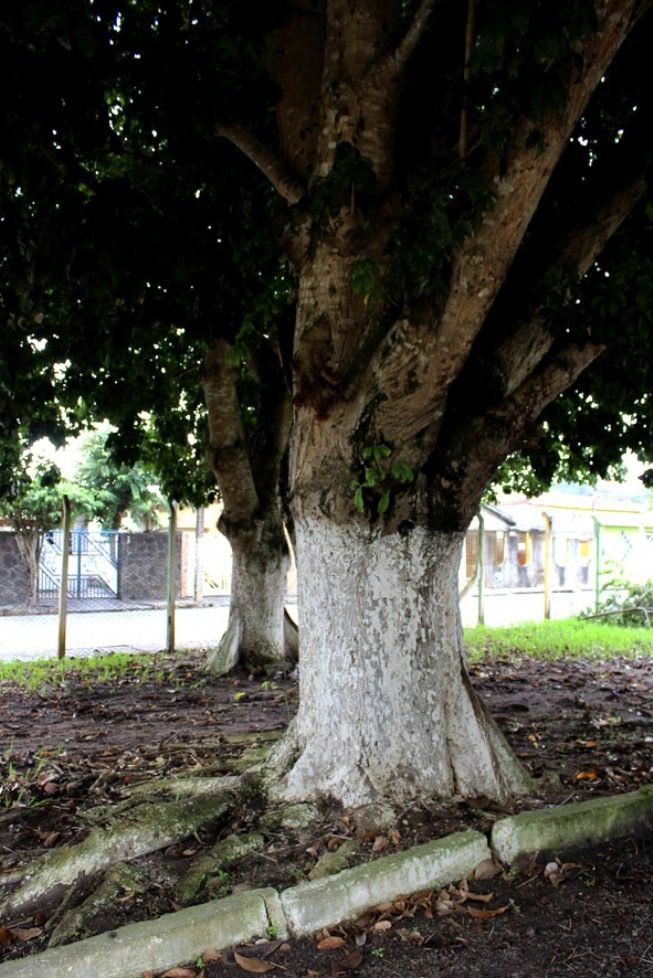 Projeto de Sérgio Meneguelli que punir quem pichar ou afixar cartazes em árvores