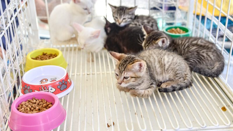 Sábado tem evento de adoção de cães e gatos em Vitória