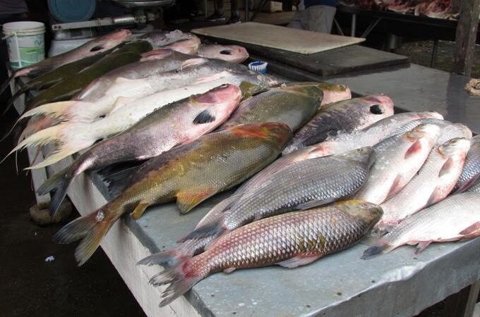 Saiba como e onde encontrar pescado fresco na Serra