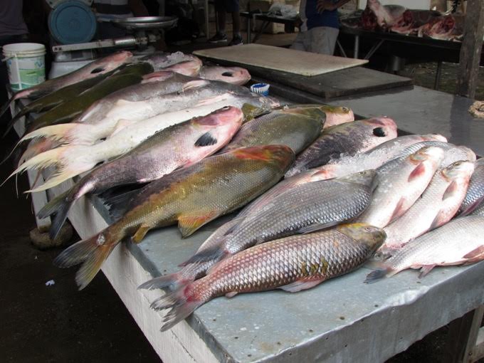 Saiba como e onde encontrar pescado fresco na Serra