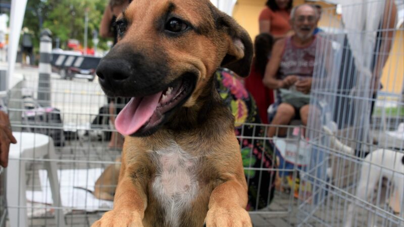 Feira de adoção de animais neste sábado (29) na Serra