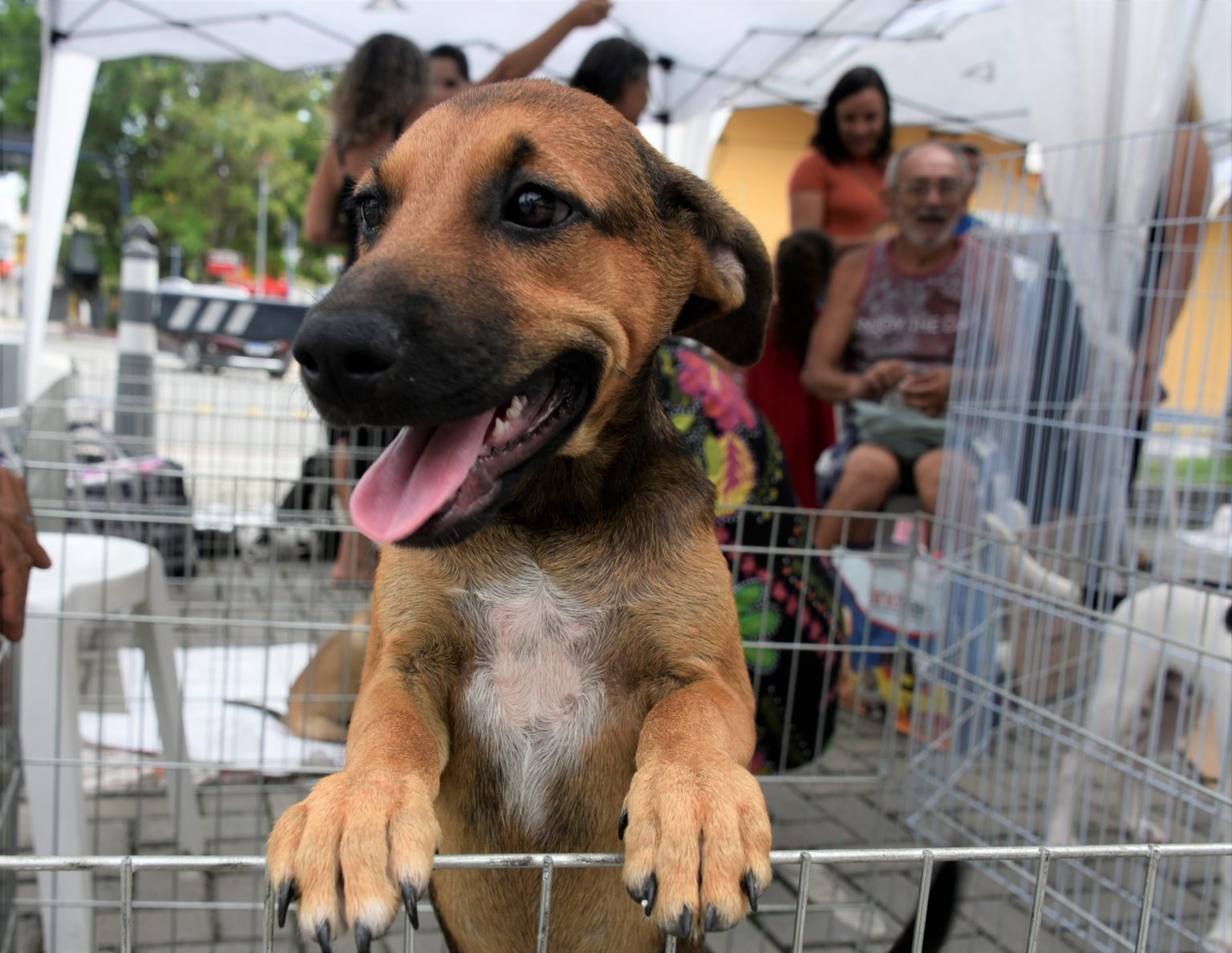 Feira de adoção de animais neste sábado (29) na Serra
