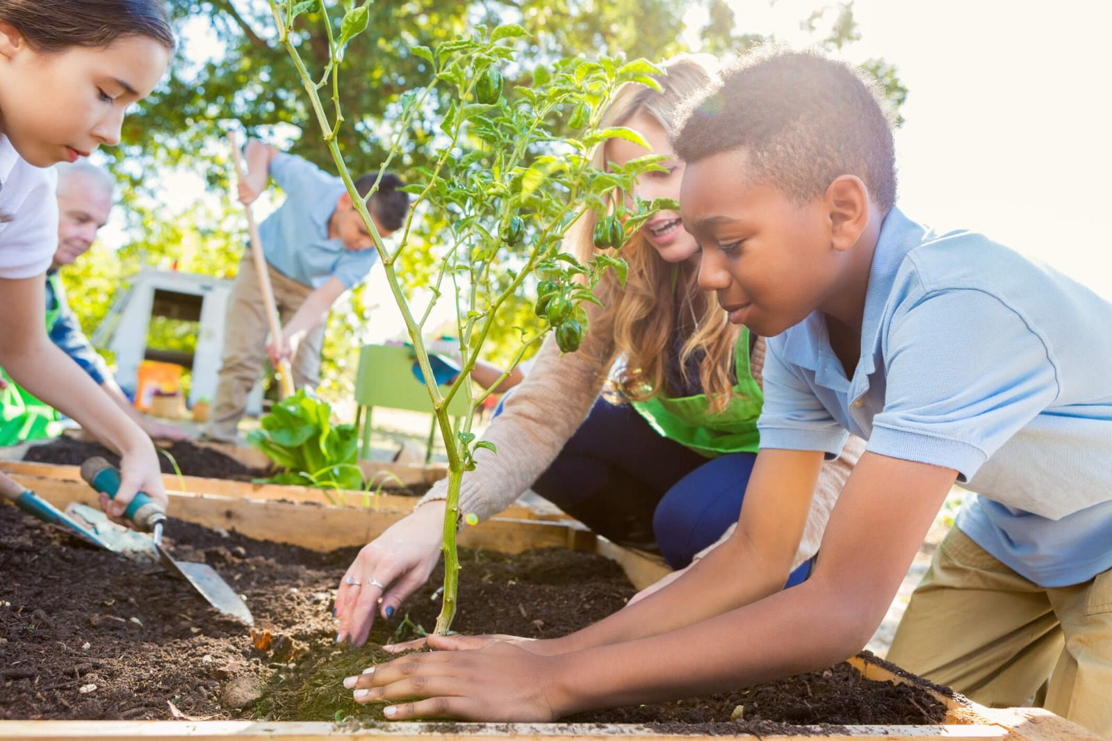 Hortas pedagógicas conectam alunos com a natureza