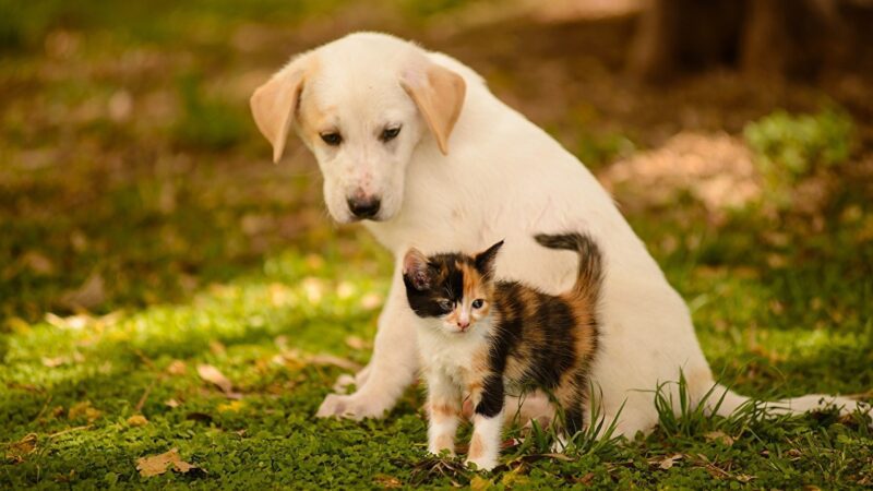 Cariacica inicia projeto de recolhimento e tratamento para cães e gatos abandonados