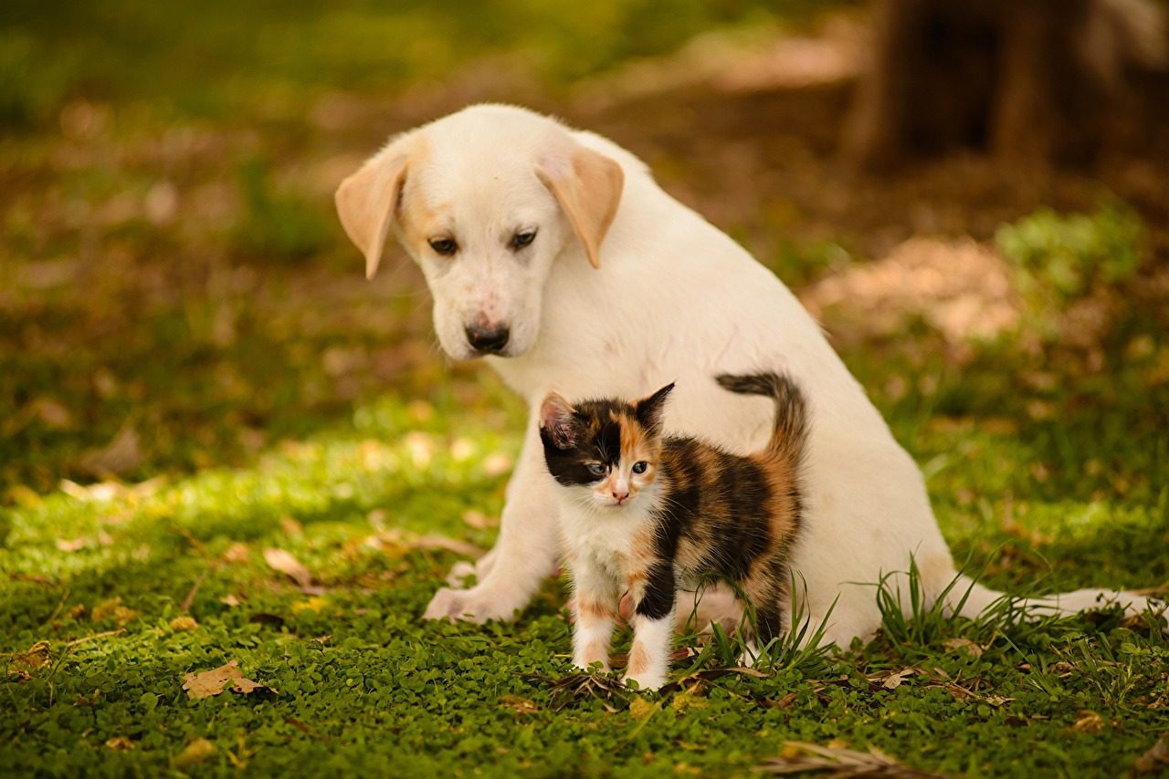 Cariacica inicia projeto de recolhimento e tratamento para cães e gatos abandonados