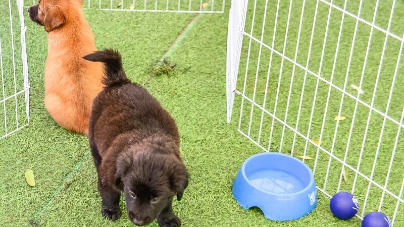 Evento de adoção de animais na Praia do Canto neste sábado (11)