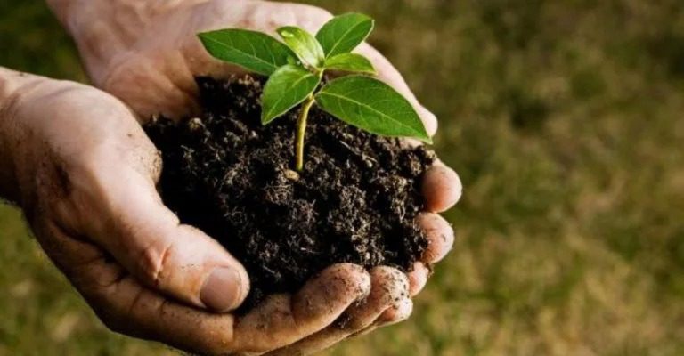 Ambiente mais sustentável: Secretário anuncia meta de Vitória de plantar mais de 200 mil árvores em 30 meses