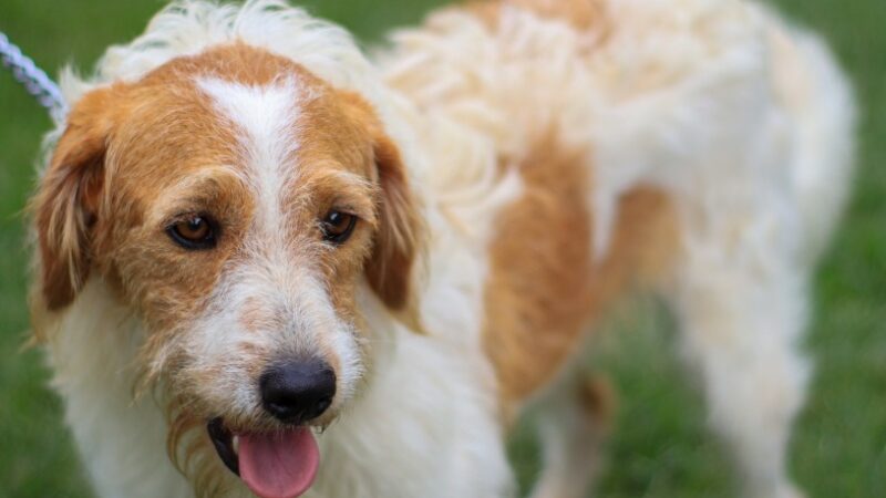 Animais de feiras de adoção da Serra serão vacinados na quinta-feira (22)