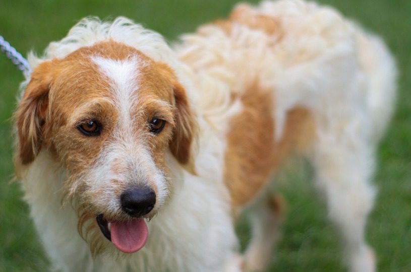 Animais de feiras de adoção da Serra serão vacinados na quinta-feira (22)