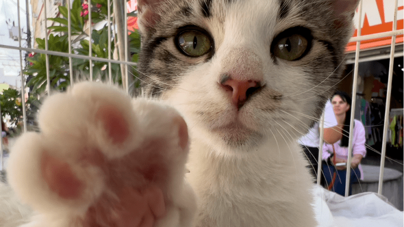 Feira de adoção no Parque O Cravo e A Rosa acontece neste Sábado (25)