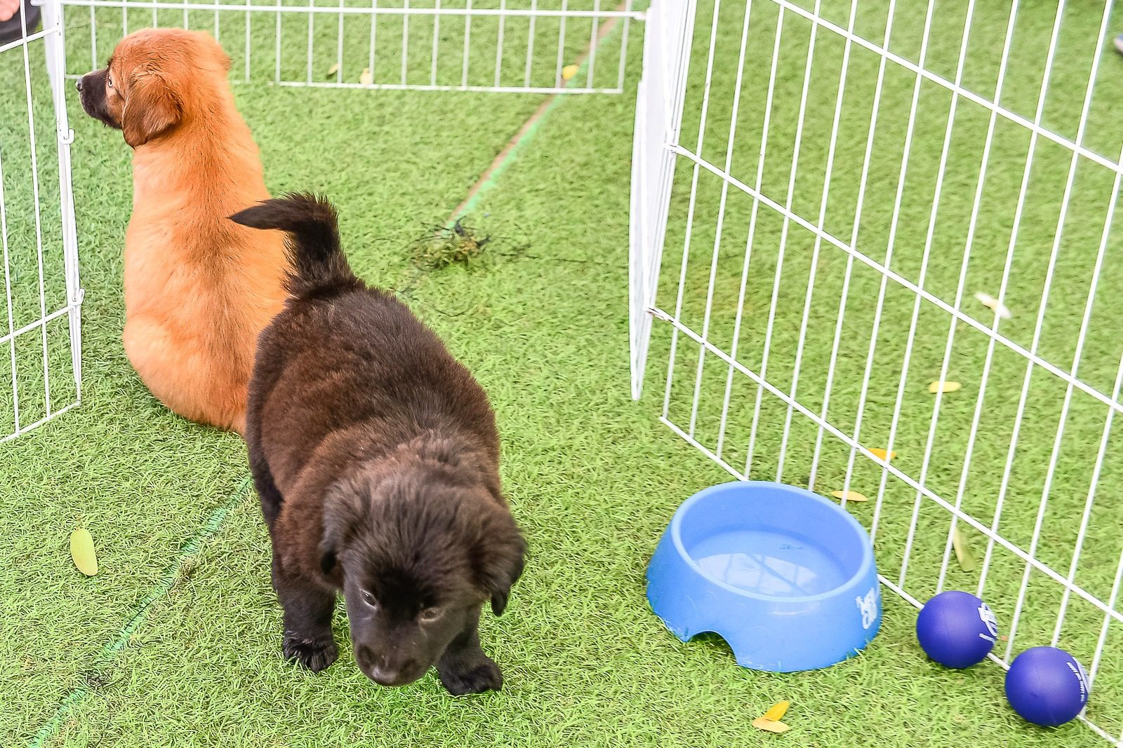 Parque Manolo Cabral promove adoção de animais neste sábado (8)