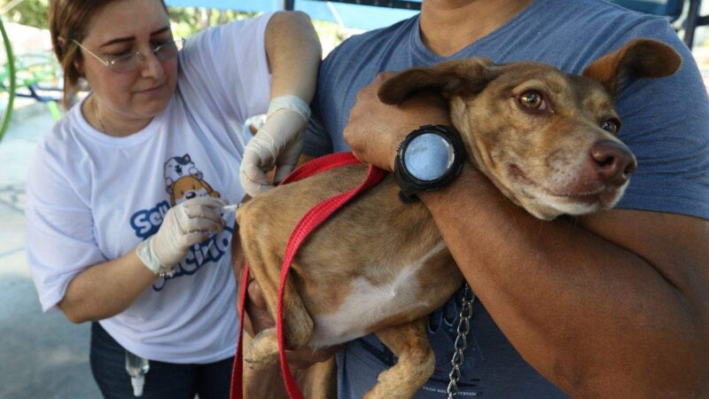 Grande Vitória realiza mutirão de vacinação contra raiva para cães e gatos neste sábado (21)